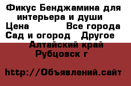 Фикус Бенджамина для интерьера и души › Цена ­ 2 900 - Все города Сад и огород » Другое   . Алтайский край,Рубцовск г.